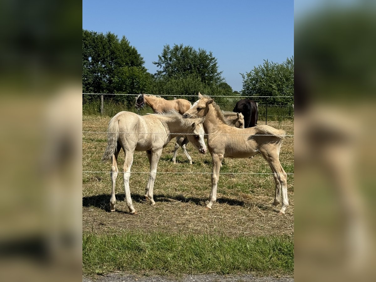 Poney de selle allemand Étalon 1 Année 102 cm Palomino in Stakendorf