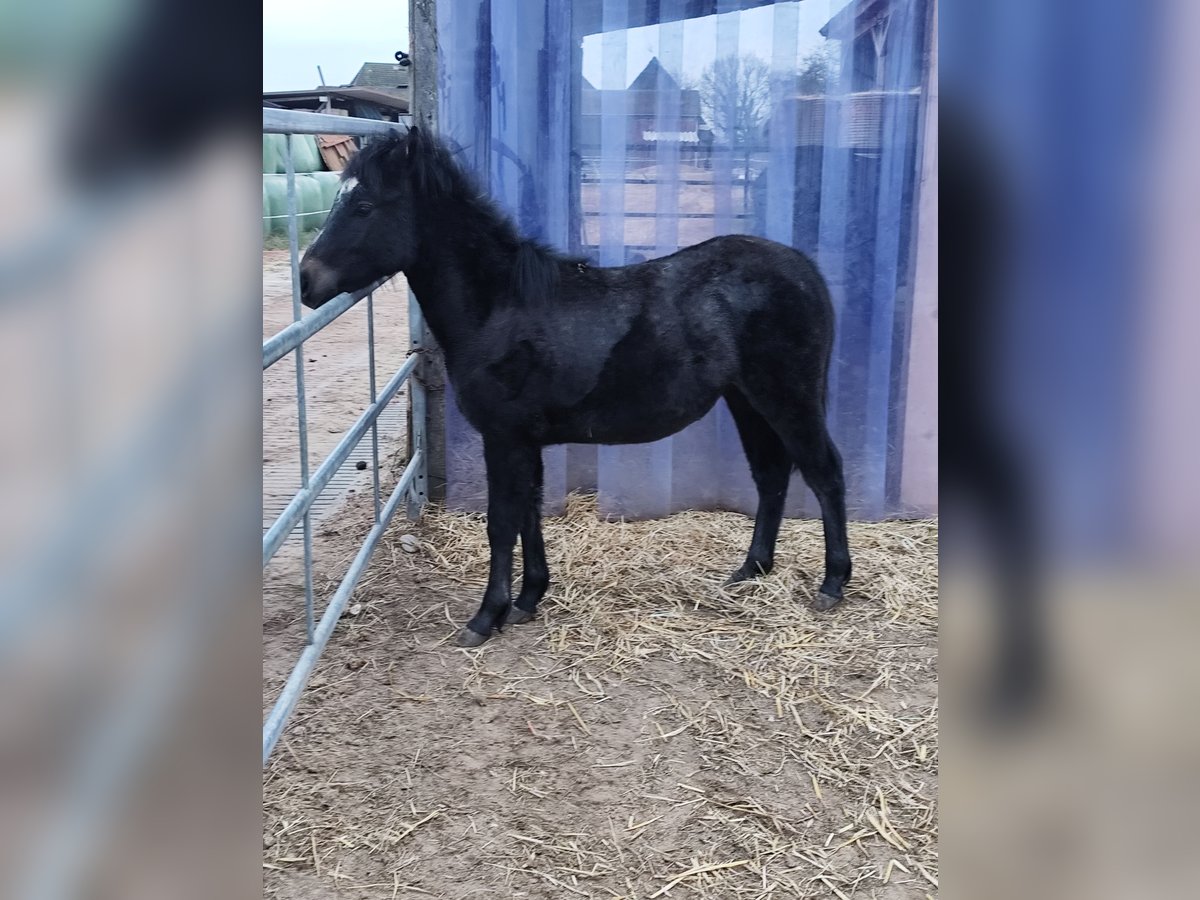 Poney de selle allemand Étalon 1 Année 120 cm Peut devenir gris in Bleckede
