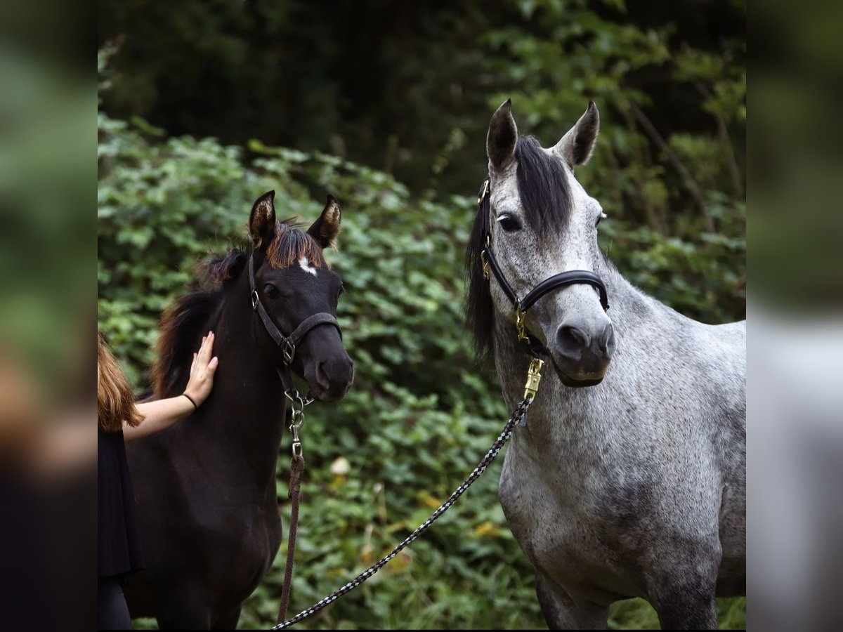 Poney de selle allemand Croisé Étalon 1 Année 140 cm in Kaarst
