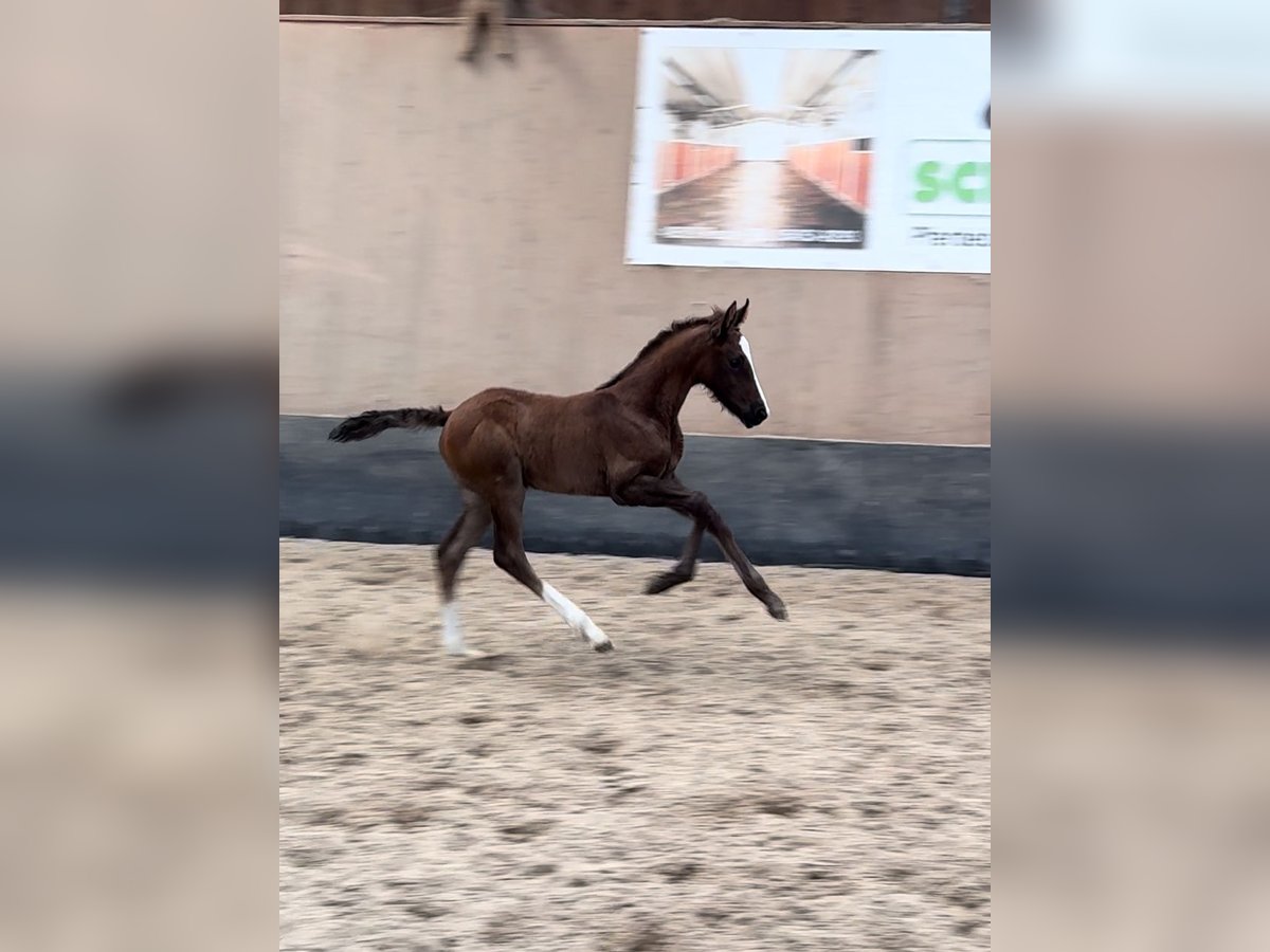 Poney de selle allemand Étalon 1 Année 148 cm Alezan brûlé in Hillersleben