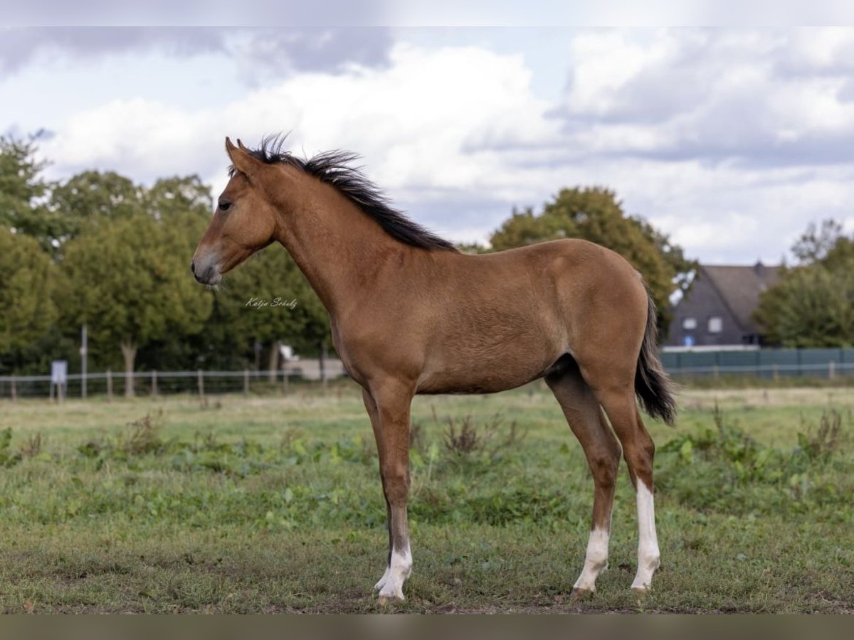 Poney de selle allemand Étalon 1 Année 148 cm Buckskin in Pulheim