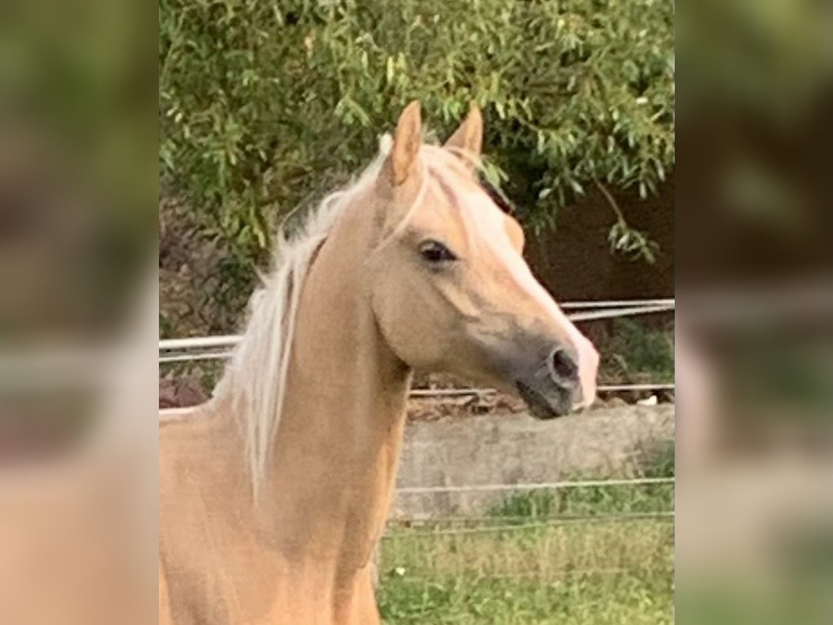 Poney de selle allemand Étalon 1 Année 148 cm in Suhlendorf
