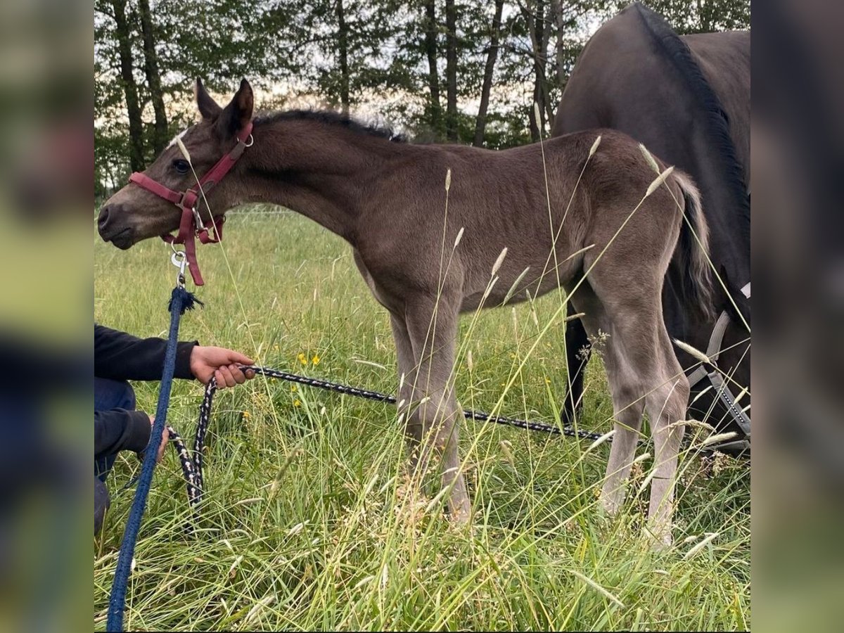 Poney de selle allemand Étalon 1 Année 148 cm Noir in Bonitz