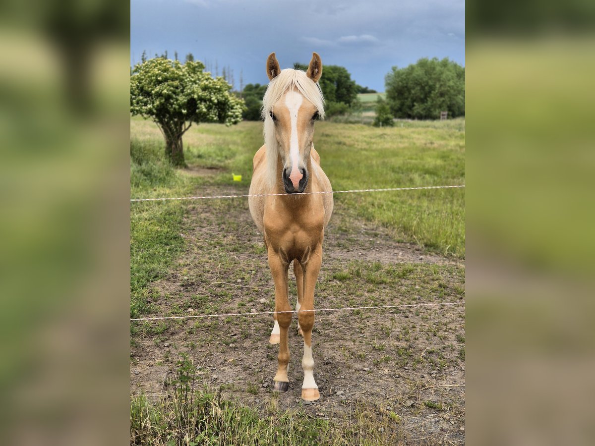 Poney de selle allemand Étalon 1 Année 155 cm Palomino in Hanau Poney de selle allemand Étalon 1 Année 155 cm Palomino in Hanau