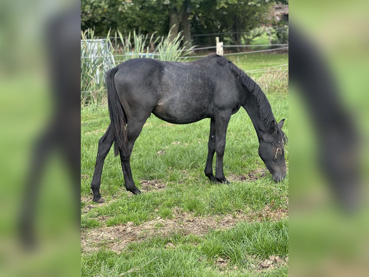 Poney de selle allemand Étalon 1 Année Gris in Blomberg