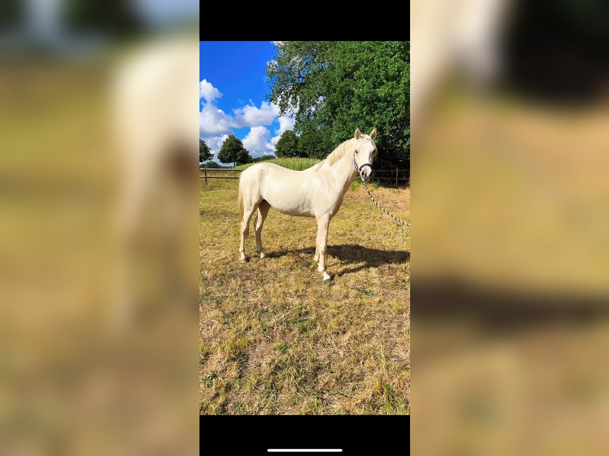 Poney de selle allemand Étalon 2 Ans 146 cm Palomino in Stuhr