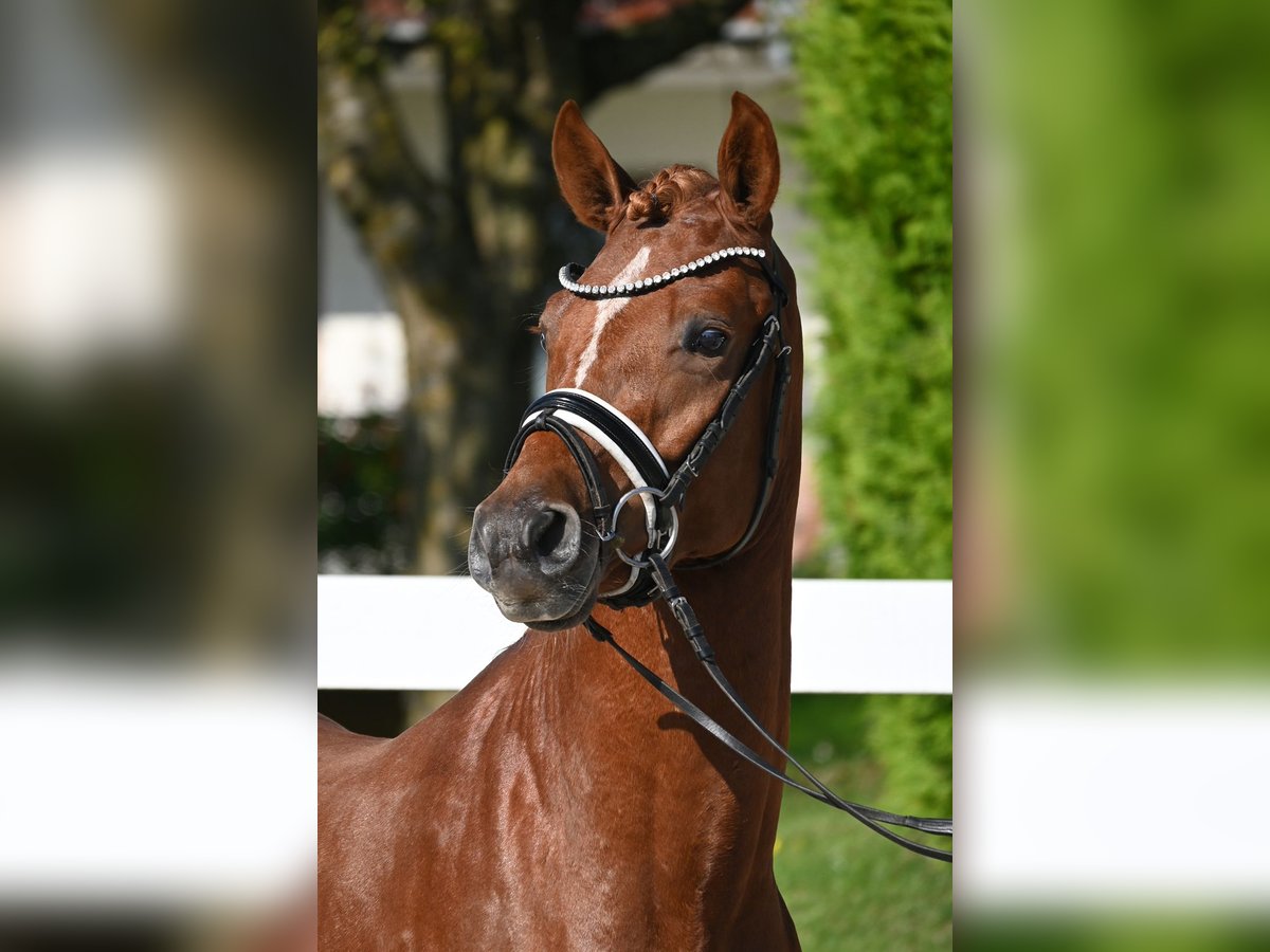 Poney de selle allemand Étalon 2 Ans 147 cm Alezan in Gomadingen