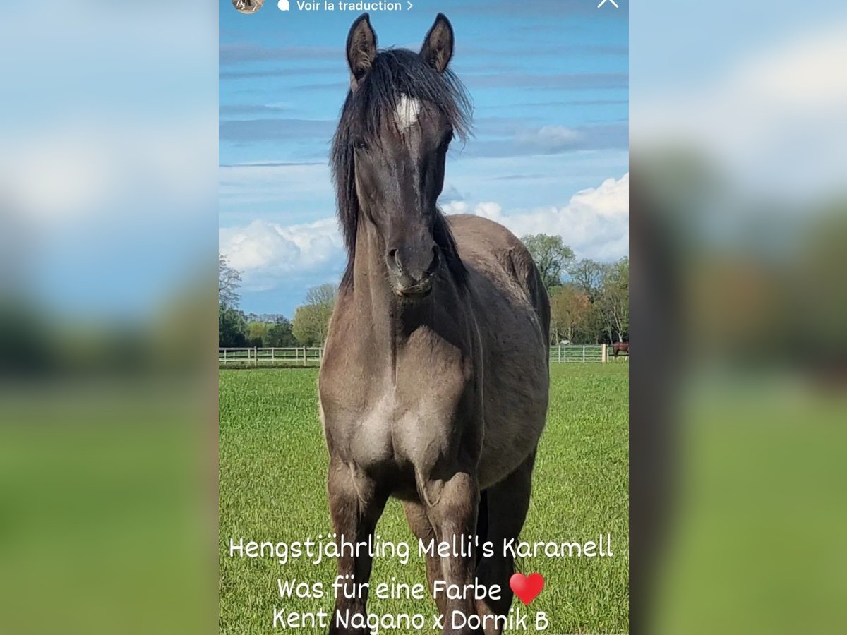 Poney de selle allemand Étalon 2 Ans Grullo in Stuhr