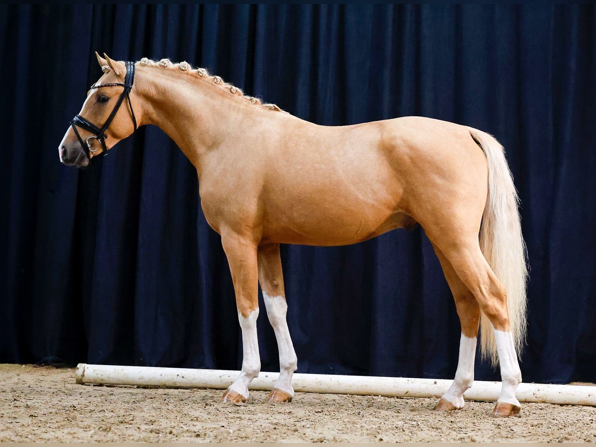 Poney de selle allemand Étalon 2 Ans Palomino in Vettweiß