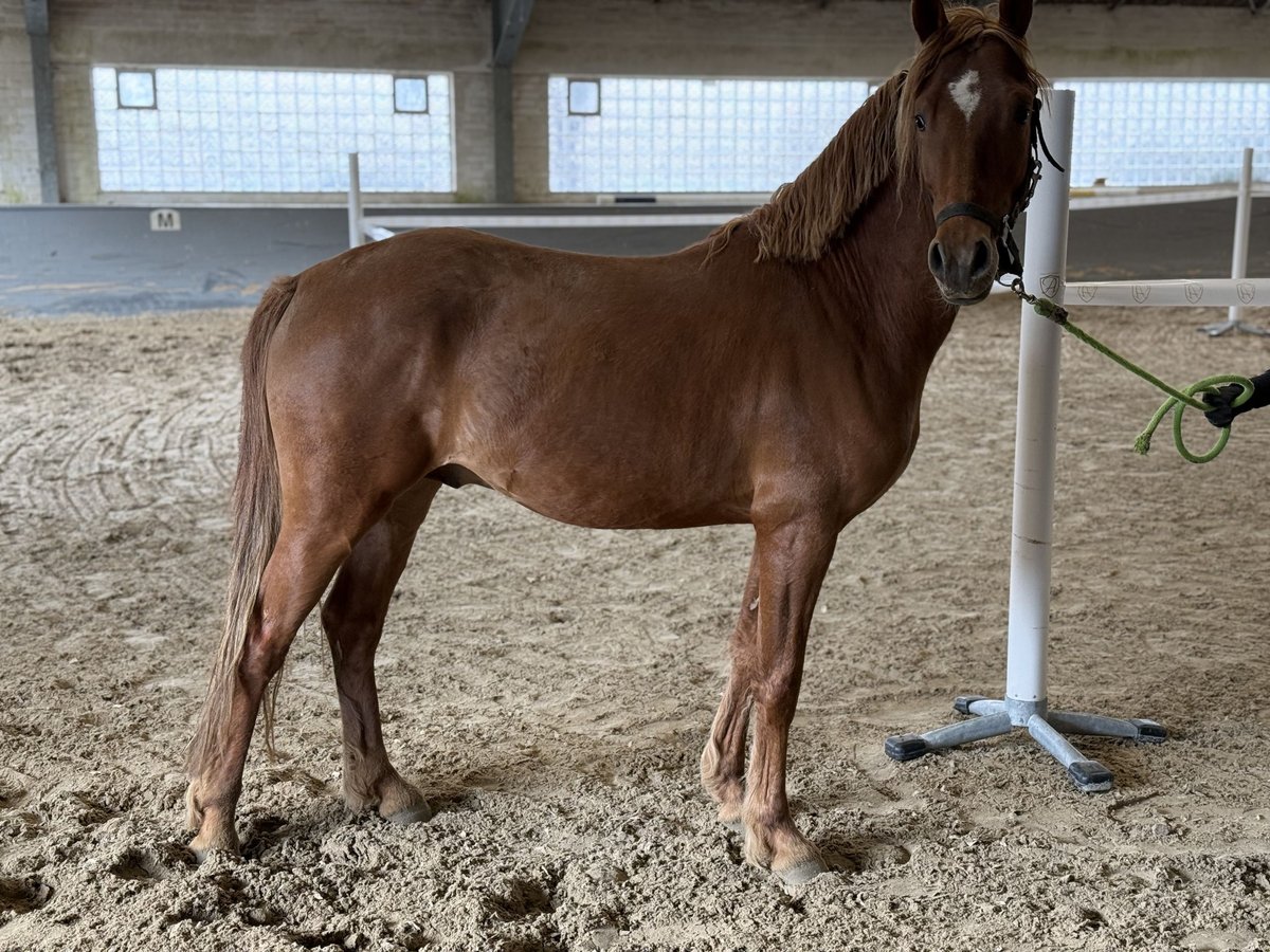 Poney de selle allemand Étalon 3 Ans 144 cm Alezan in Vettwei&#xDF;