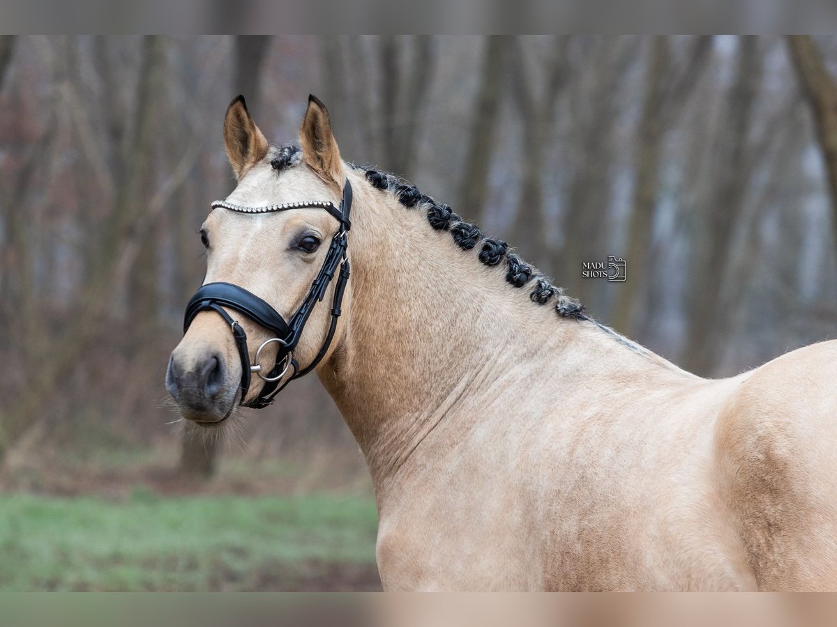 Poney de selle allemand Étalon 3 Ans 145 cm Buckskin in Borger