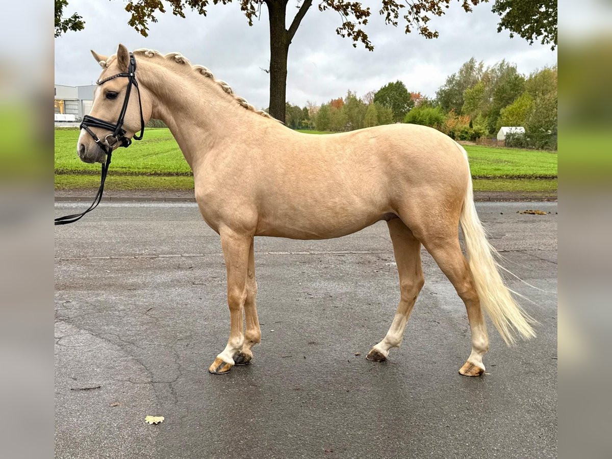 Poney de selle allemand Étalon 3 Ans 145 cm Palomino in Hamm