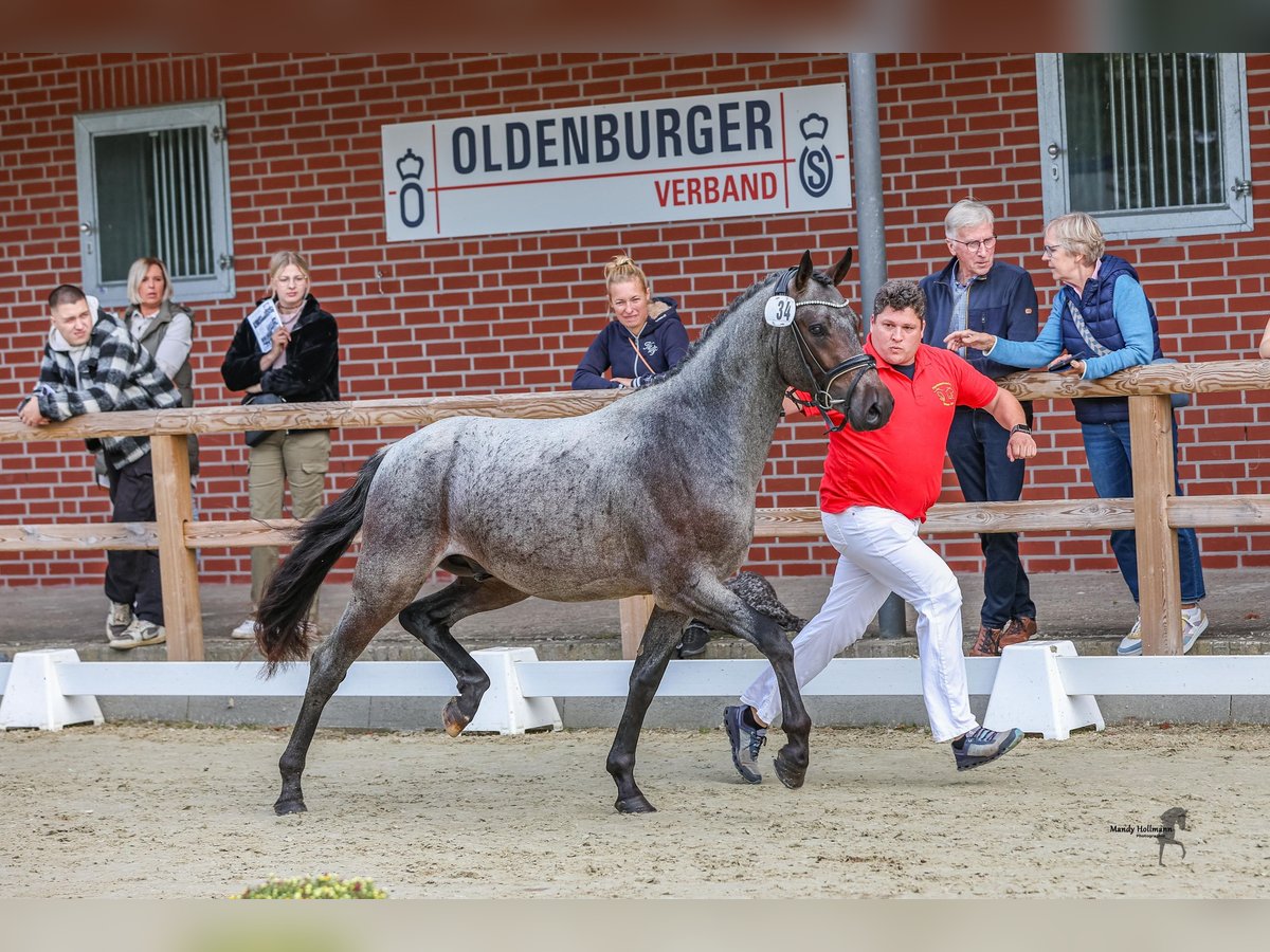 Poney de selle allemand Étalon 3 Ans 146 cm Roan-Bay in Esens