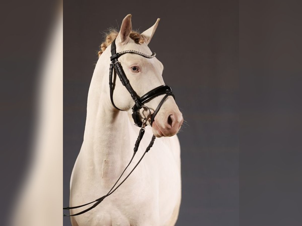 Poney de selle allemand Étalon 3 Ans 148 cm Perlino in Neuss