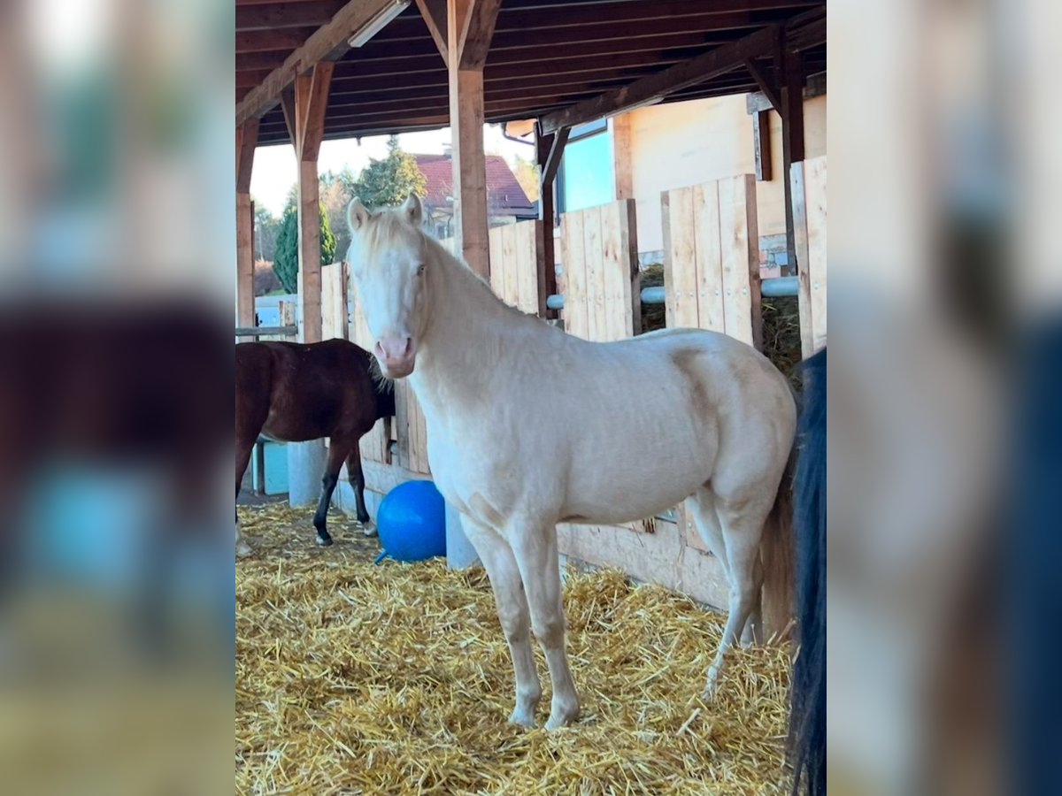 Poney de selle allemand Étalon 4 Ans 144 cm Perlino in Pitten