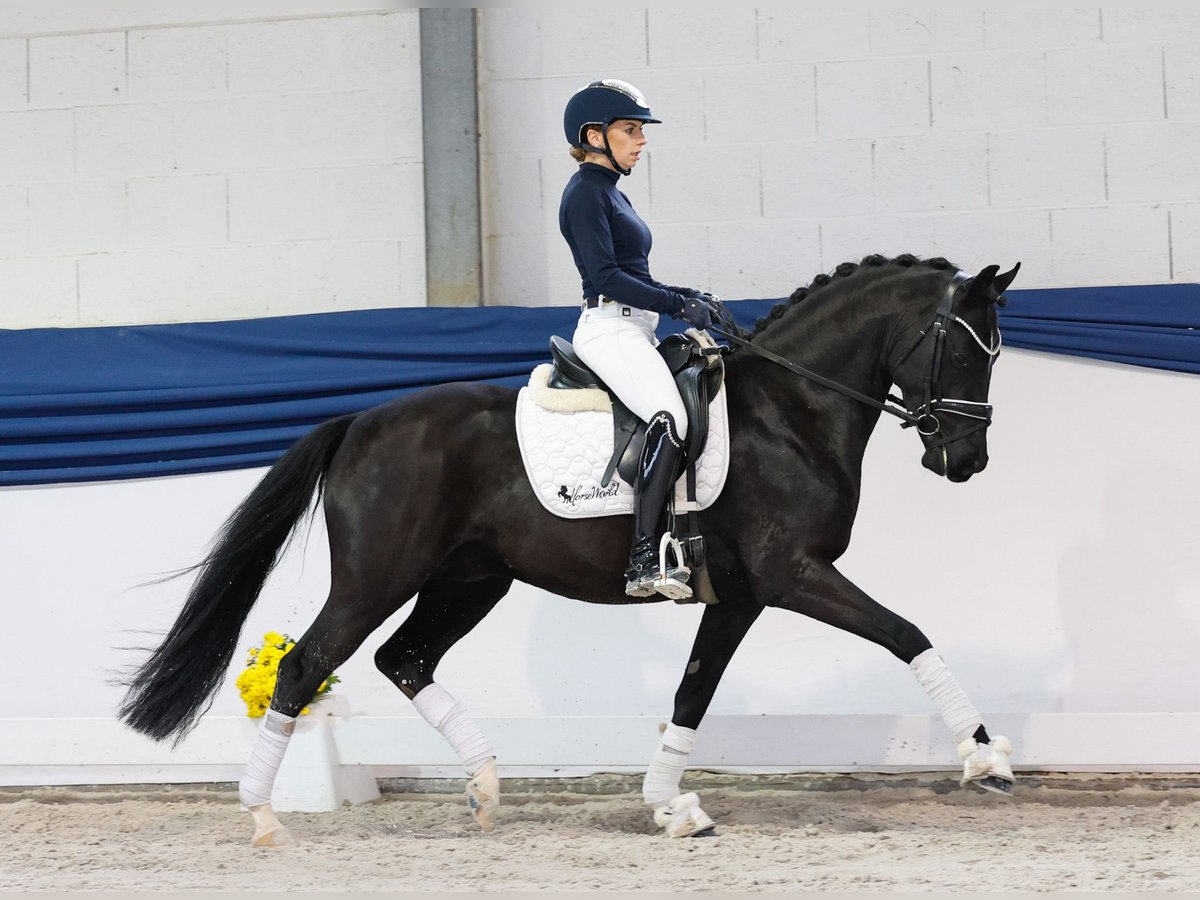 Poney de selle allemand Étalon 4 Ans 147 cm Noir in Marsberg Poney de selle allemand Étalon 4 Ans 147 cm Noir in Marsberg