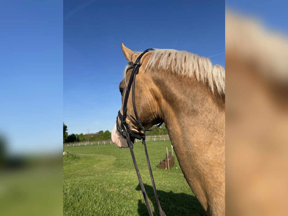 Poney de selle allemand Étalon 4 Ans 151 cm Palomino in Vechta