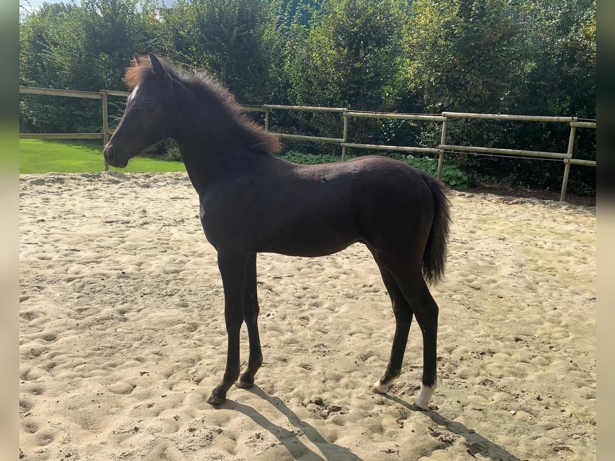 Poney de selle allemand Étalon Poulain (05/2024) 140 cm Noir in Visbek