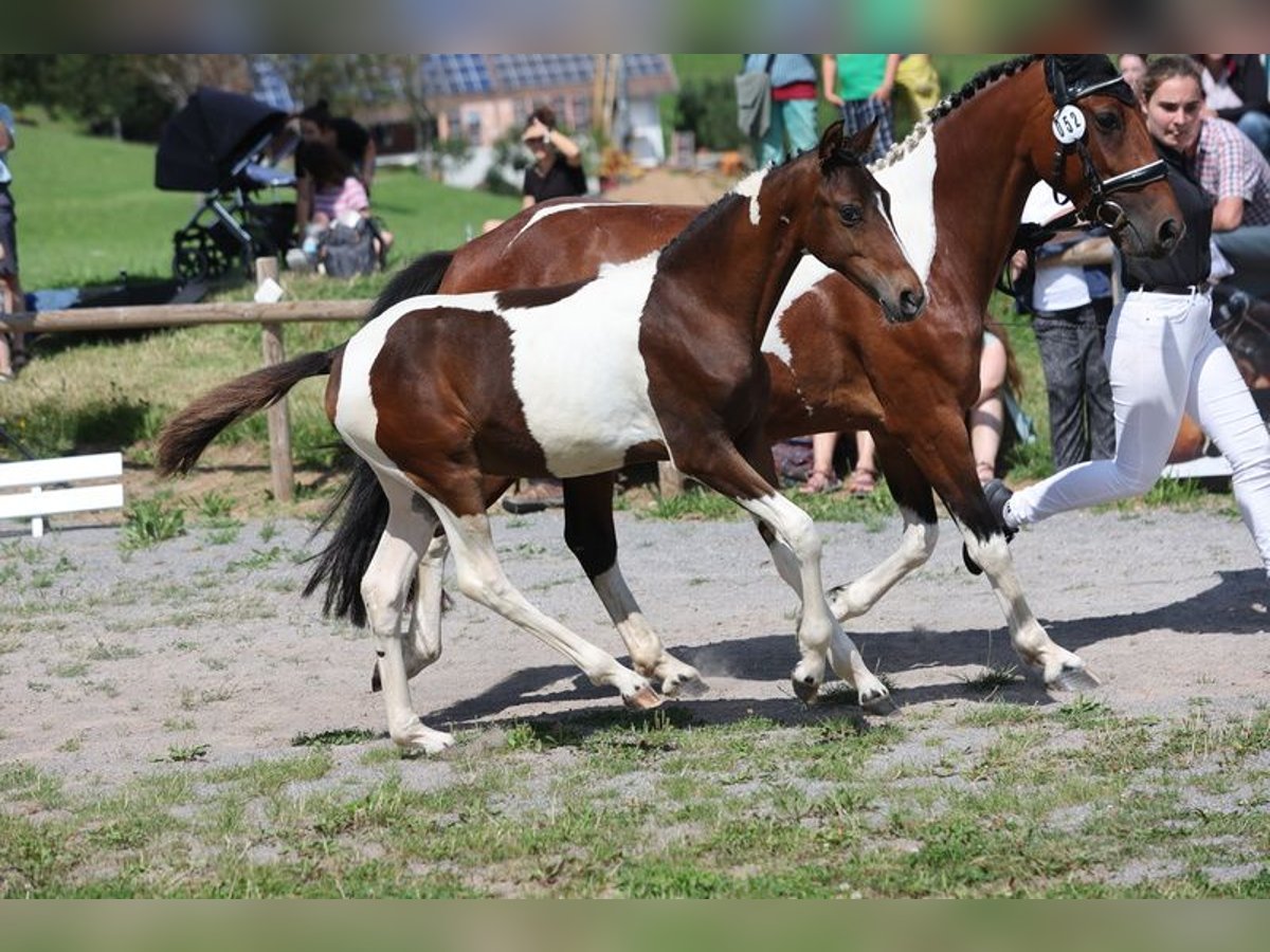 Poney de selle allemand Étalon Poulain (03/2024) 145 cm Pinto in Neuenburg am Rhein