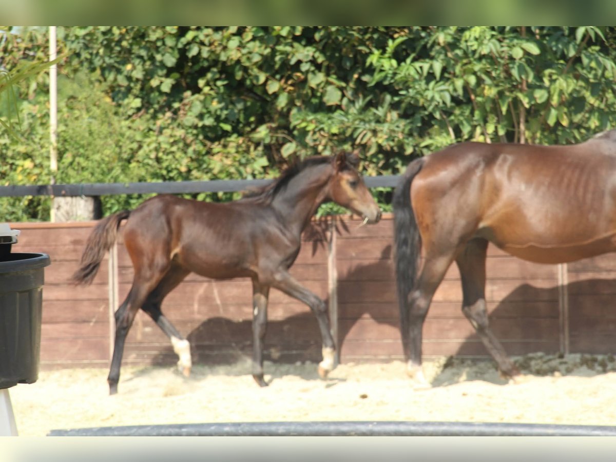 Poney de selle allemand Étalon Poulain (05/2025) 147 cm Bai in Rees