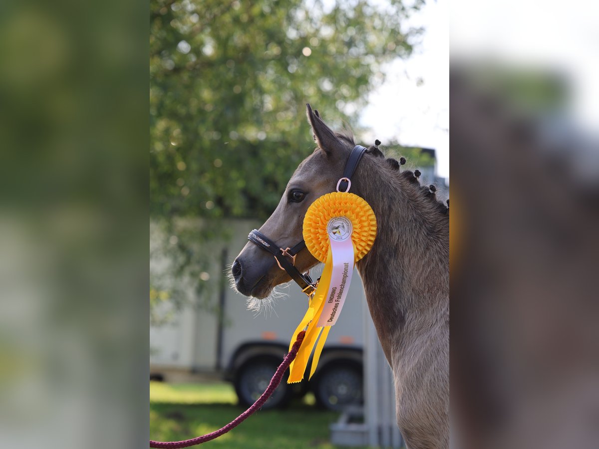 Poney de selle allemand Étalon Poulain (04/2024) 147 cm Buckskin in Vilsbiburg