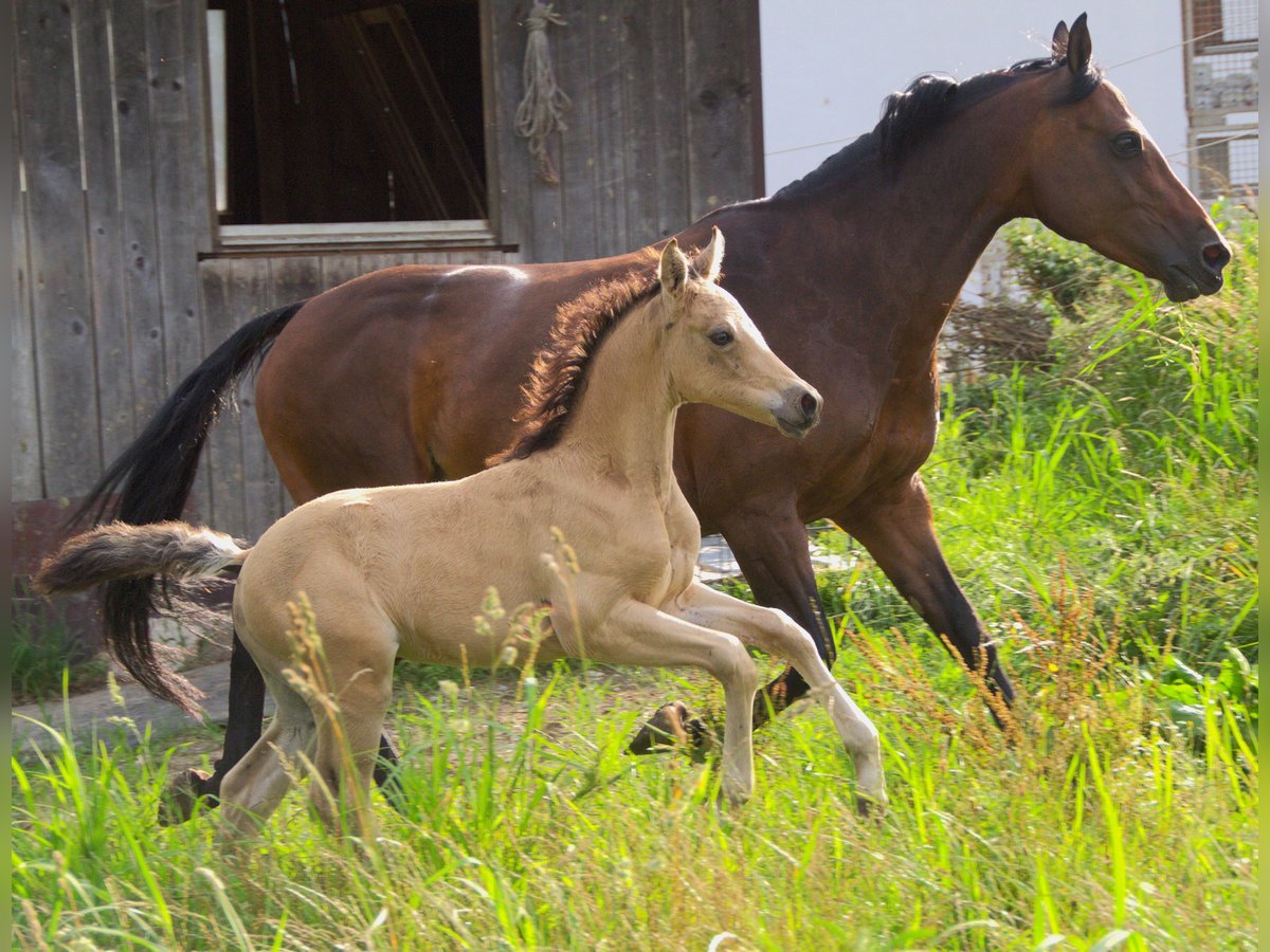 Poney de selle allemand Étalon Poulain (05/2024) 148 cm Buckskin in Ebersberg