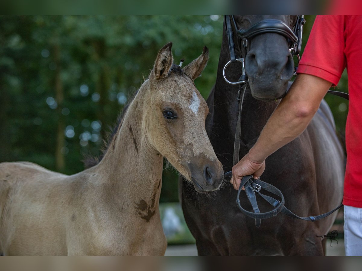 Poney de selle allemand Étalon Poulain (05/2024) 148 cm Buckskin in Bad Essen