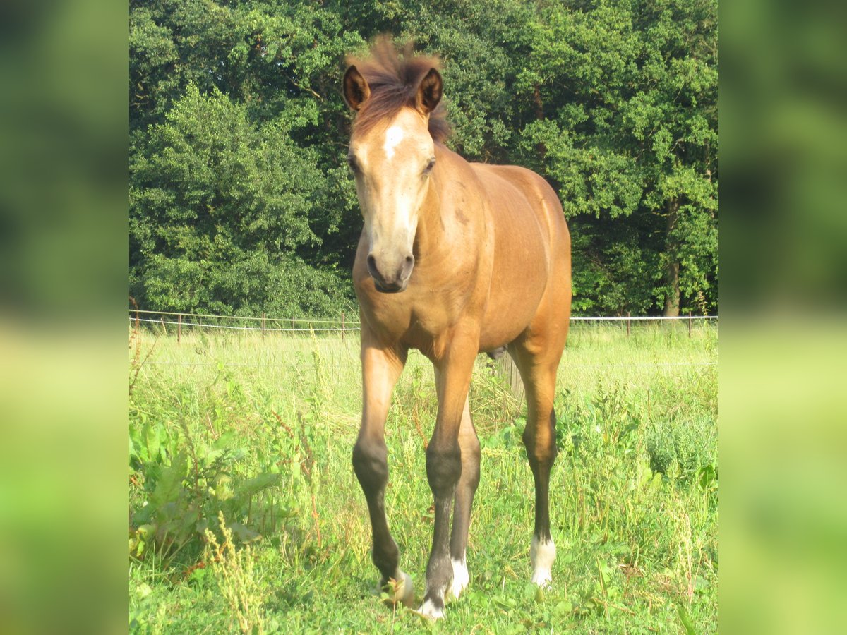 Poney de selle allemand Étalon Poulain (02/2024) 148 cm Buckskin in Velpke