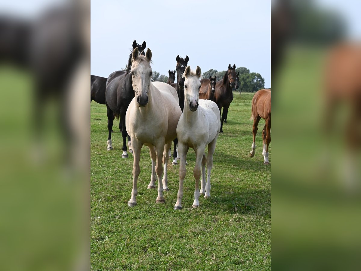 Poney de selle allemand Étalon Poulain (05/2024) 148 cm in Rethem