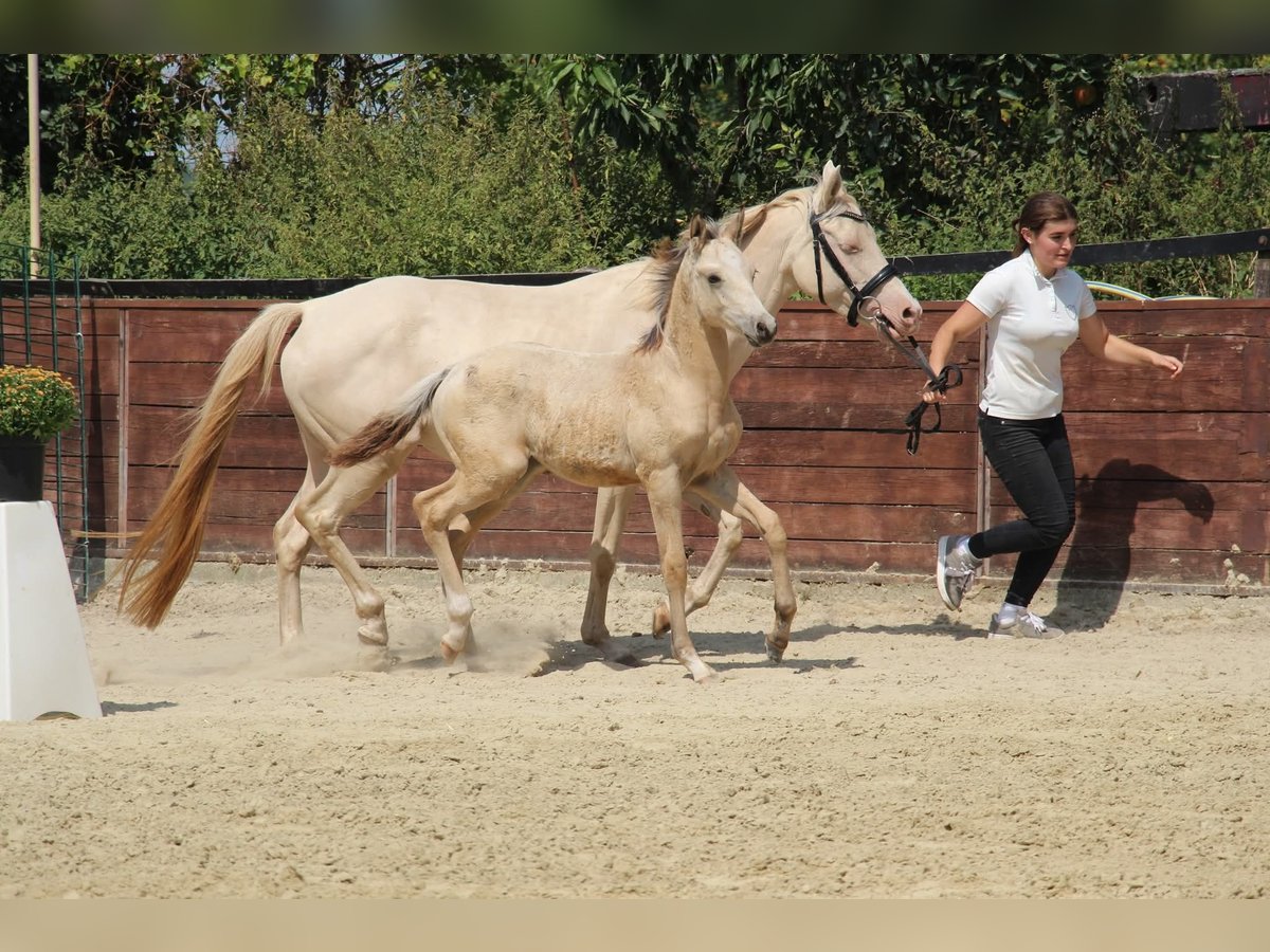 Poney de selle allemand Étalon Poulain (05/2025) 148 cm in Rees
