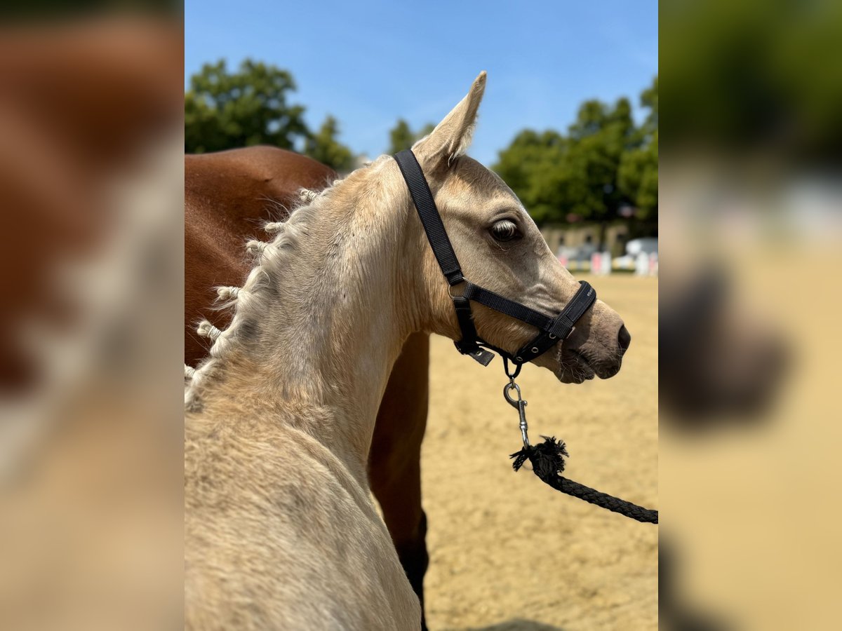 Poney de selle allemand Étalon  148 cm Palomino in M&#xFC;nster