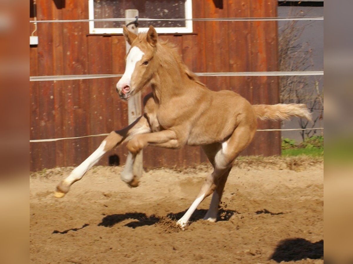 Poney de selle allemand Étalon  148 cm Palomino in Velpke