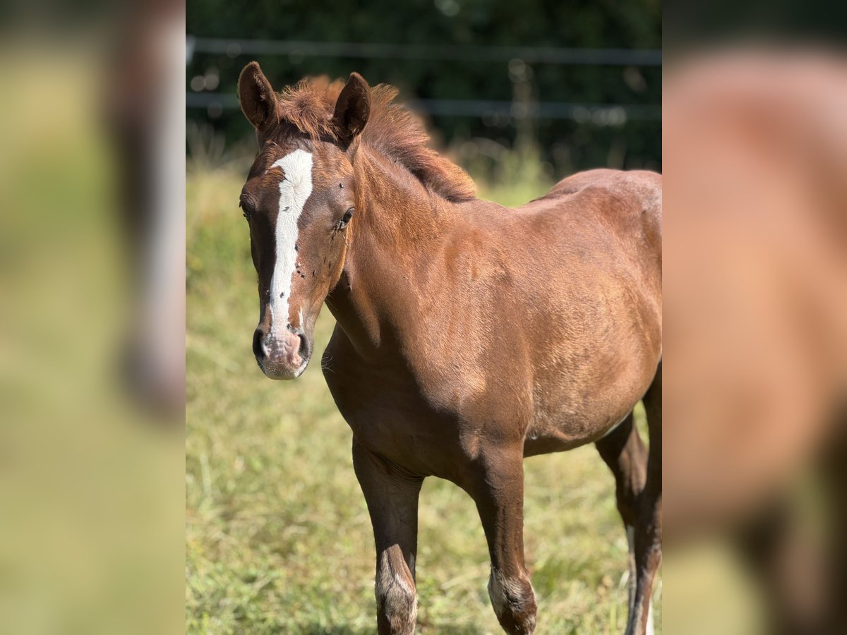 Poney de selle allemand Étalon Poulain (05/2025) 149 cm Alezan in Falkenstein/Vogtland