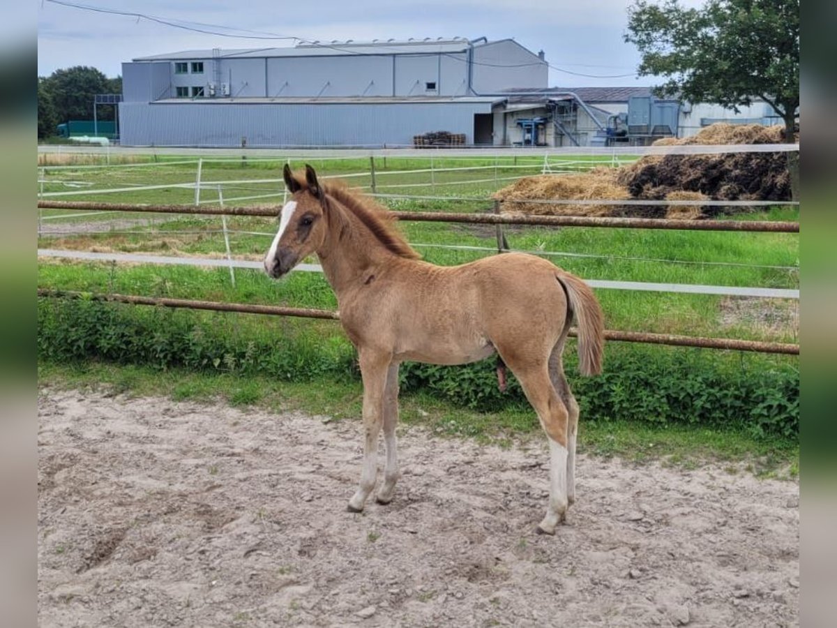 Poney de selle allemand Étalon Poulain (04/2024) Alezan brûlé in Straelen