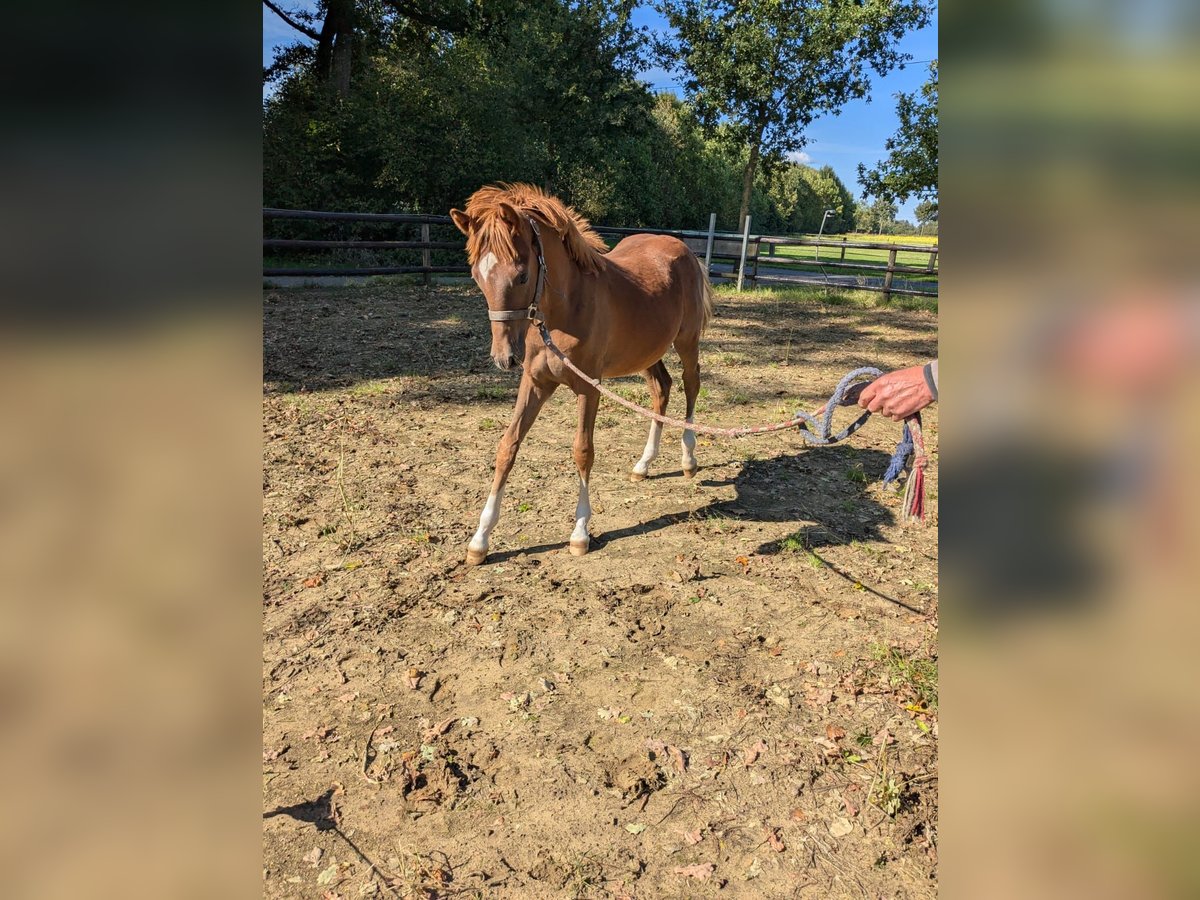 Poney de selle allemand Étalon Poulain (04/2025) Alezan brûlé in Vreden