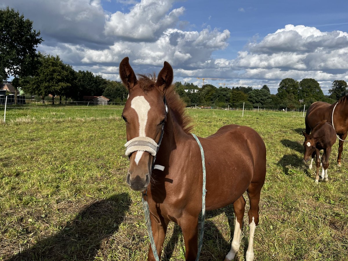 Poney de selle allemand Étalon Poulain (04/2024) Alezan in Bliedersdorf