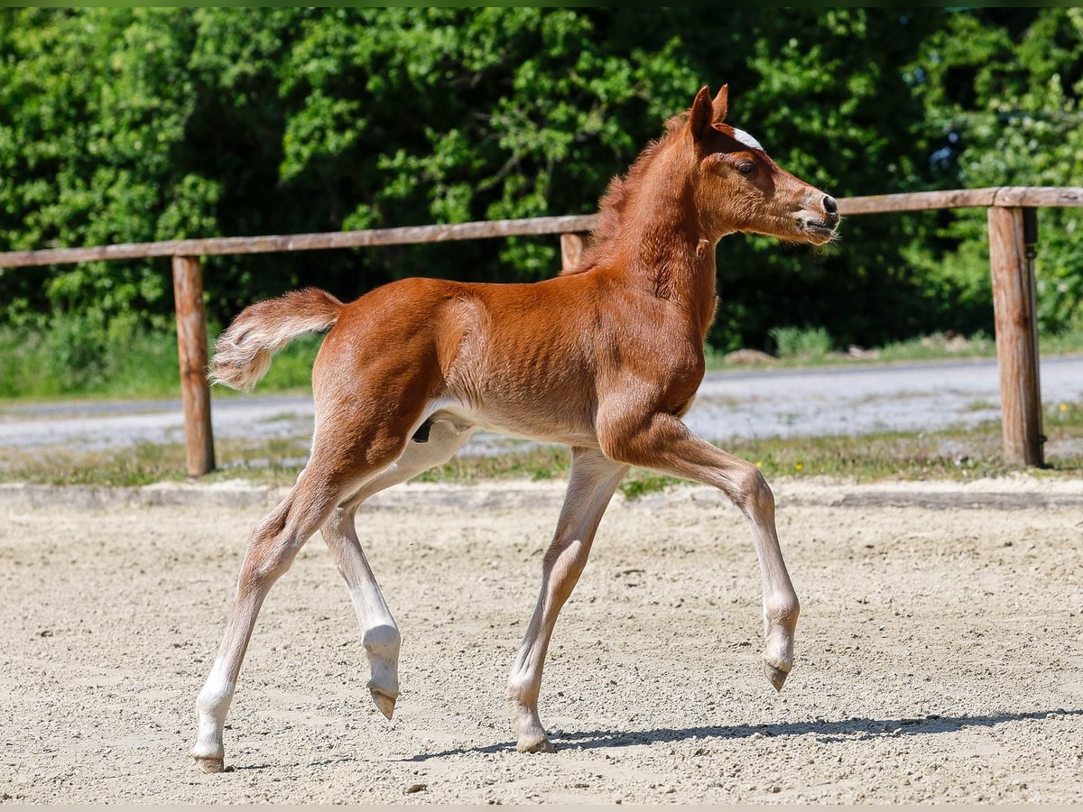 Poney de selle allemand Étalon  Alezan in Mlheim
