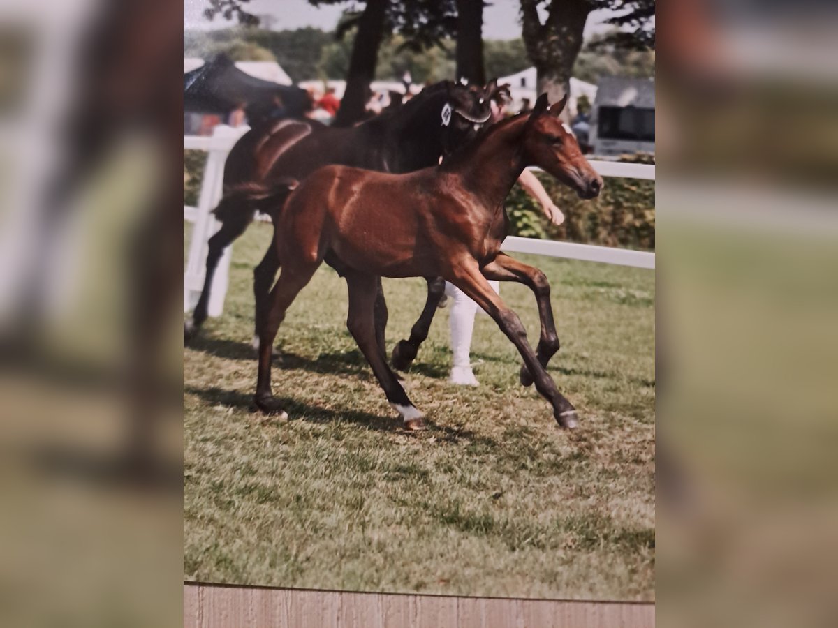 Poney de selle allemand Étalon  Bai brun in Bersteland Freiwalde