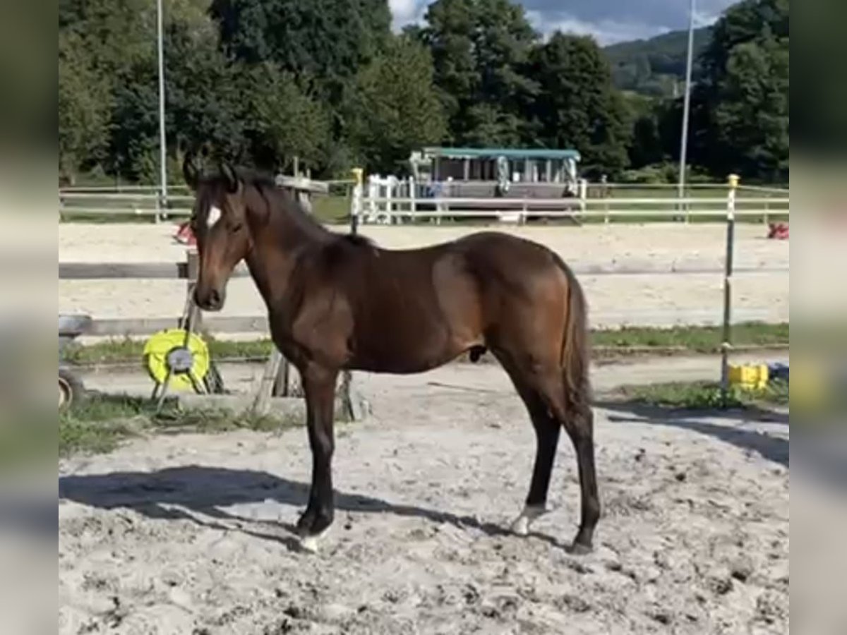 Poney de selle allemand Étalon Poulain (01/2025) Bai in Bad K&#xF6;nig