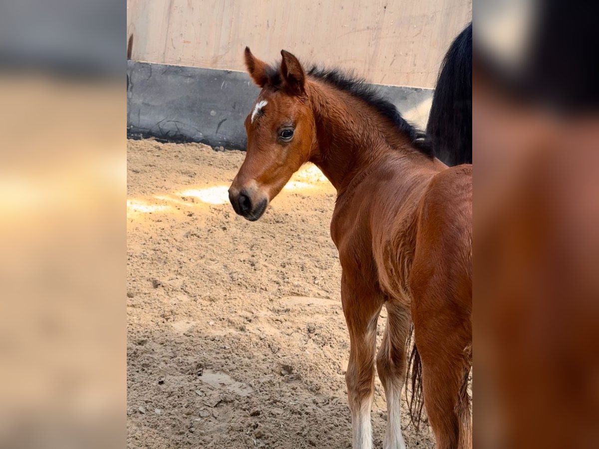 Poney de selle allemand Étalon Poulain (03/2025) Bai in Wegeleben