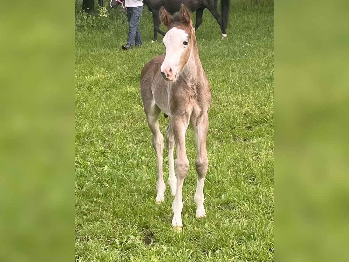 Poney de selle allemand Étalon in Klingenberg Poney de selle allemand Étalon in Klingenberg