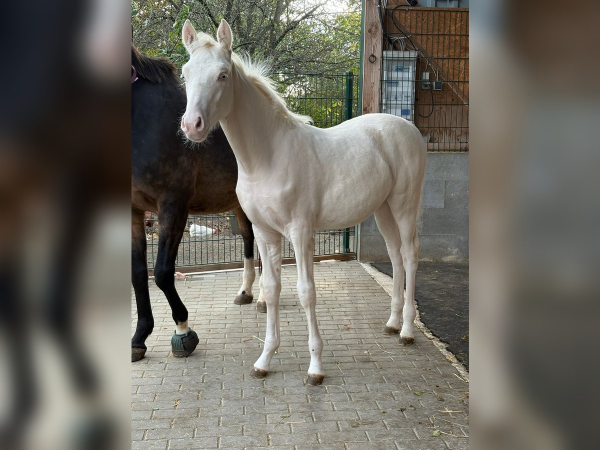 Poney de selle allemand Étalon Poulain (06/2025) Cremello in Cremlingen Poney de selle allemand Étalon Poulain (06/2025) Cremello in Cremlingen