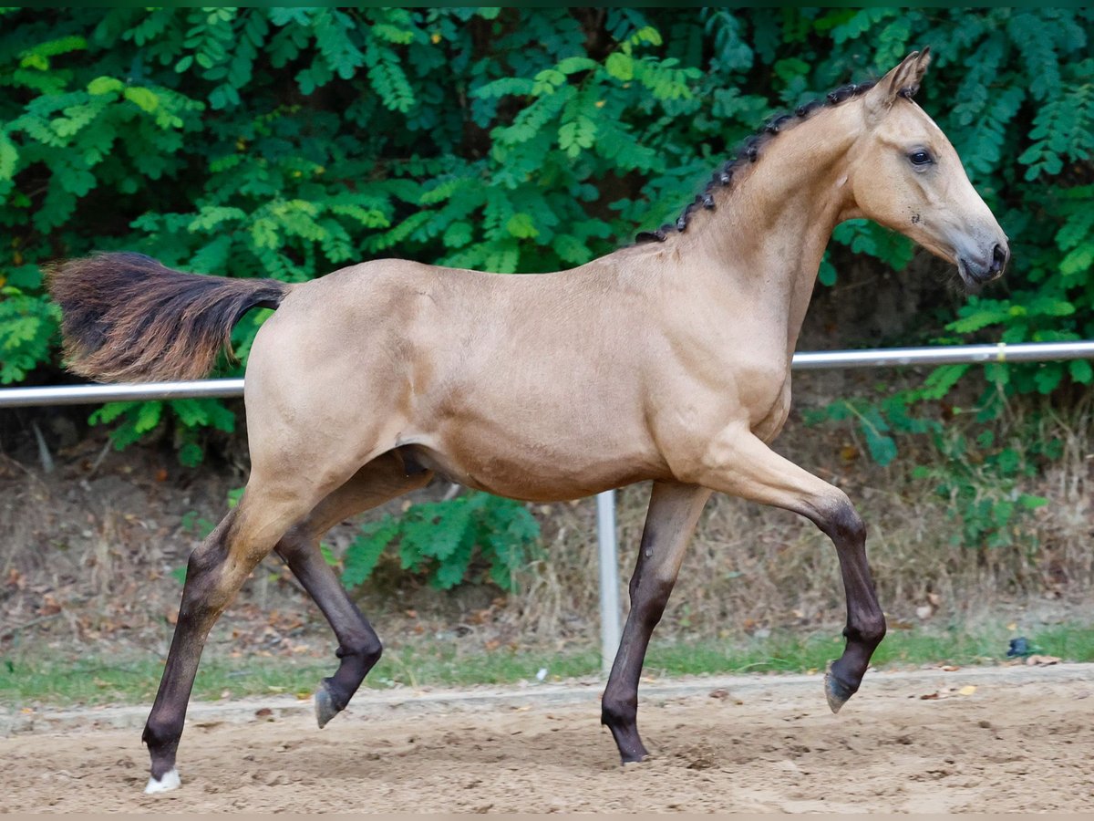 Poney de selle allemand Étalon Poulain (03/2024) Isabelle in Neuharlingersiel