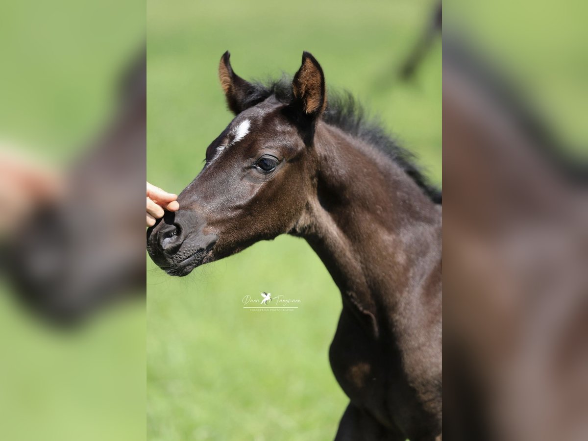Poney de selle allemand Étalon  Noir in Neuenkirchen-V&#xF6;rden