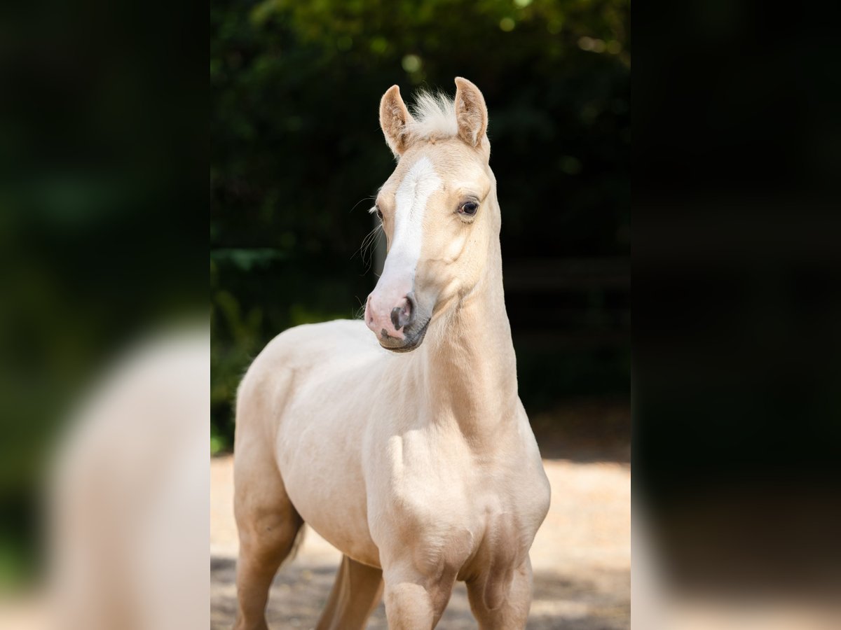 Poney de selle allemand Étalon Poulain (06/2025) Palomino in Braunschweig