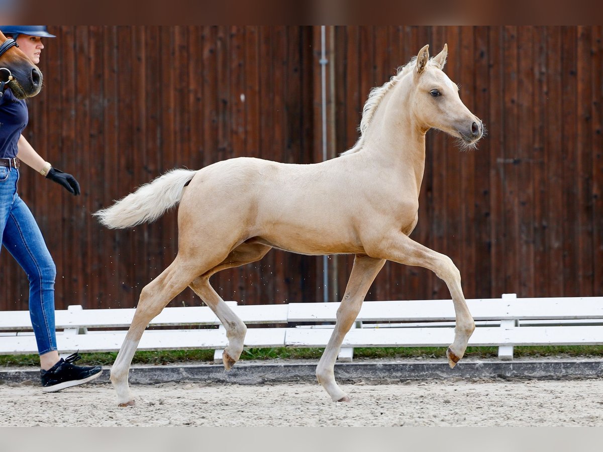 Poney de selle allemand Étalon Poulain (05/2025) Palomino in Loissin