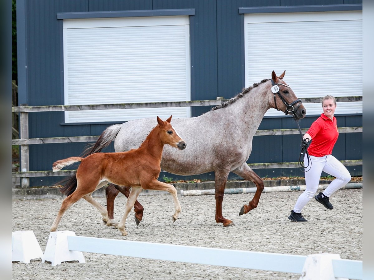Poney de selle allemand Étalon  Peut devenir gris in Wangerland Hohenkirchen