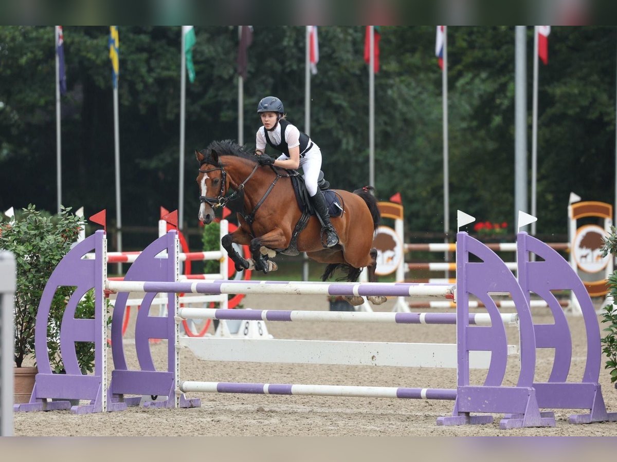 Poney de selle allemand Hongre 10 Ans 146 cm Bai in L&#xF6;ningen