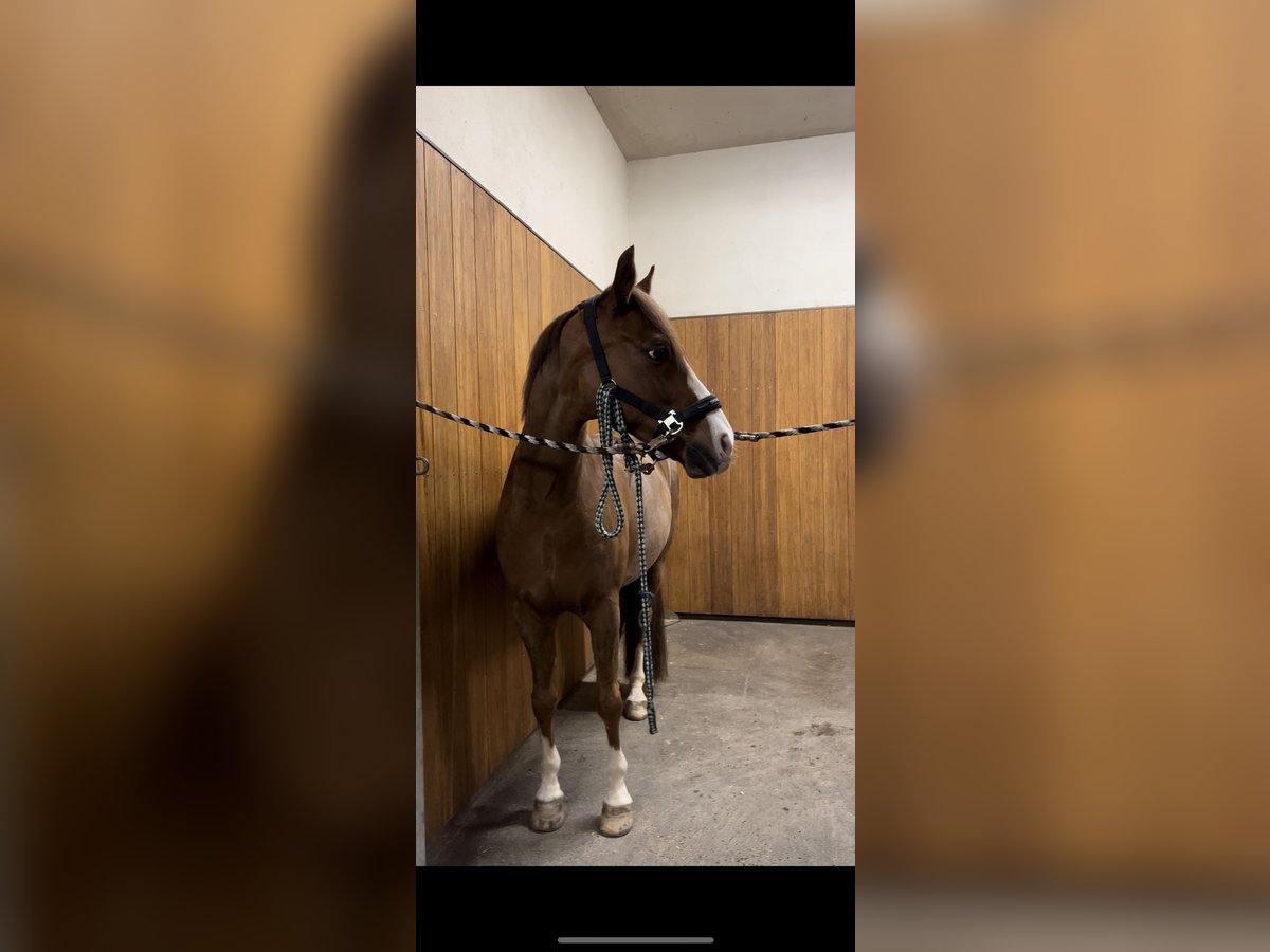 Poney de selle allemand Hongre 10 Ans 147 cm Alezan brûlé in Karlsfeld