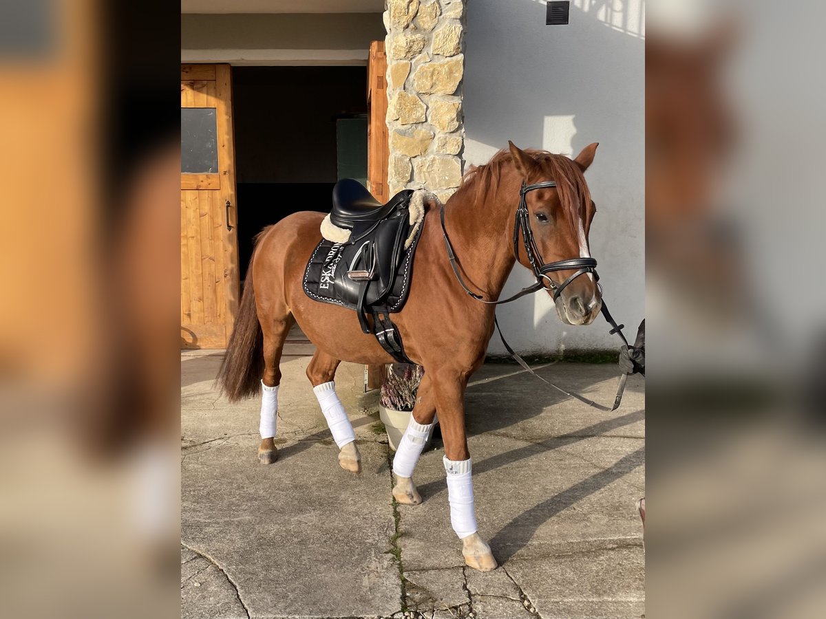 Poney de selle allemand Hongre 10 Ans 148 cm Alezan in Zerf
